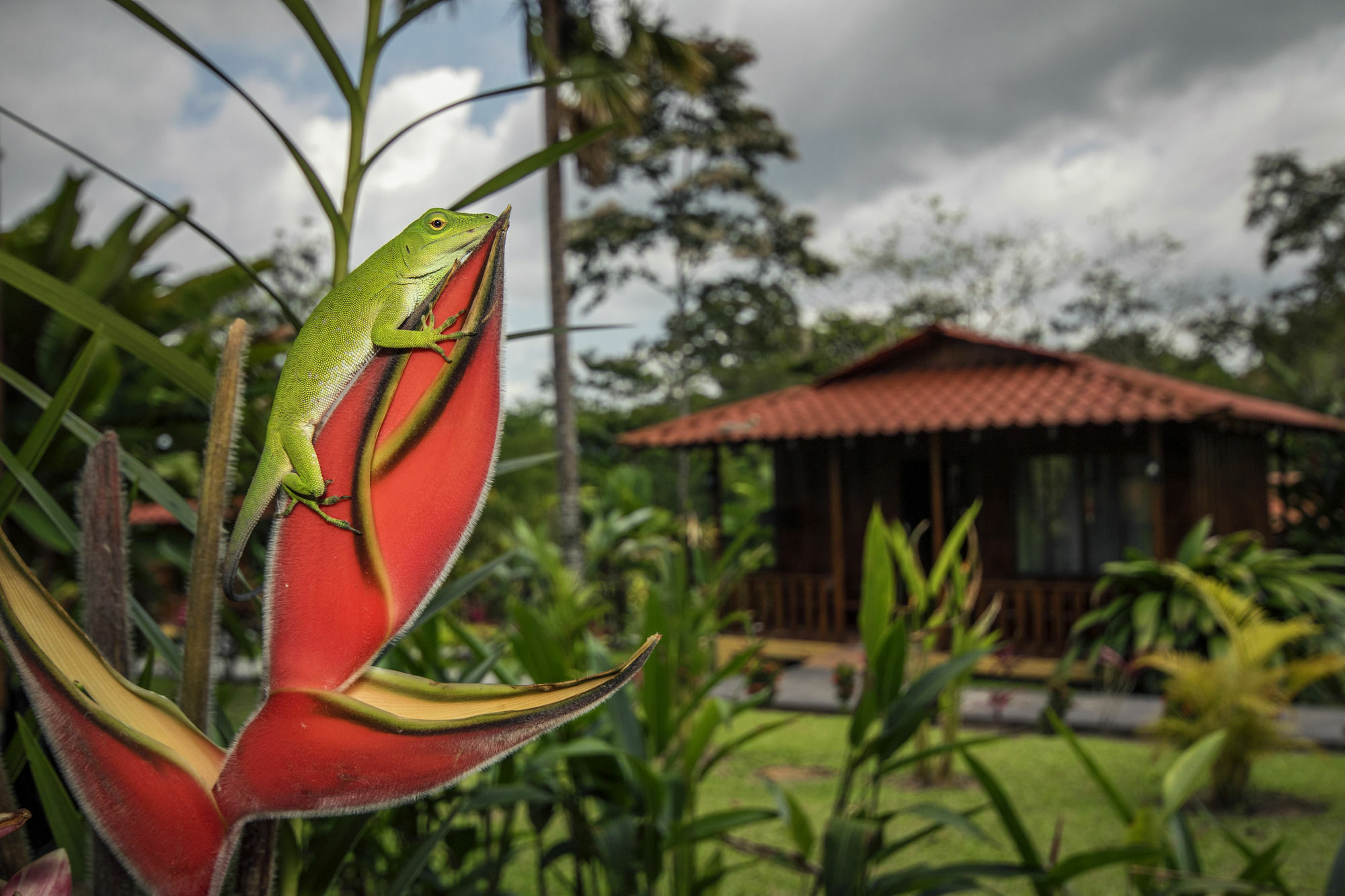 Hotel Rancho Cerro Azul La Fortuna المظهر الخارجي الصورة